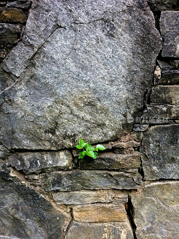 Plant overcoming adversity